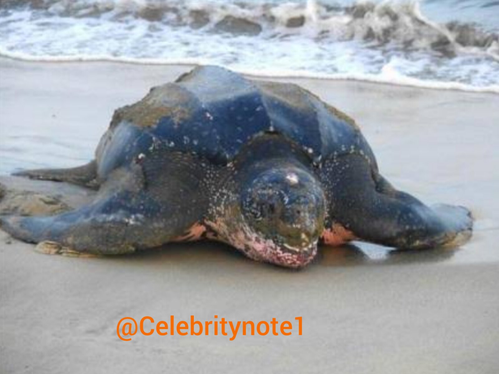 Endangered Leatherback Turtle